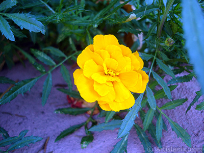 Kadife iei resmi. <i>(Ailesi: Asteraceae/Compositae, Tr: Tagetes)</i> <br>ekim Tarihi: Austos 2005, Yer: Yalova-Termal, Fotoraf: islamiSanat.net