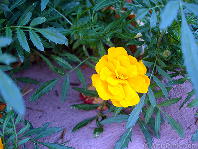 Kadife iei resmi. <i>(Ailesi: Asteraceae/Compositae, Tr: Tagetes)</i> <br>ekim Tarihi: Austos 2005, Yer: Yalova-Termal, Fotoraf: islamiSanat.net