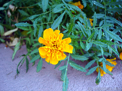 Kadife iei resmi. <i>(Ailesi: Asteraceae/Compositae, Tr: Tagetes)</i> <br>ekim Tarihi: Austos 2005, Yer: Yalova-Termal, Fotoraf: islamiSanat.net