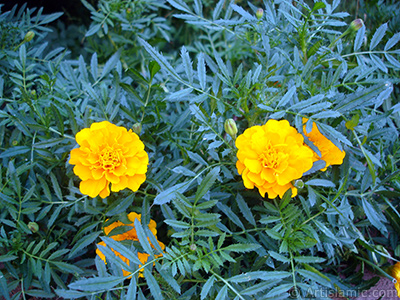 Kadife iei resmi. <i>(Ailesi: Asteraceae/Compositae, Tr: Tagetes)</i> <br>ekim Tarihi: Austos 2005, Yer: Yalova-Termal, Fotoraf: islamiSanat.net