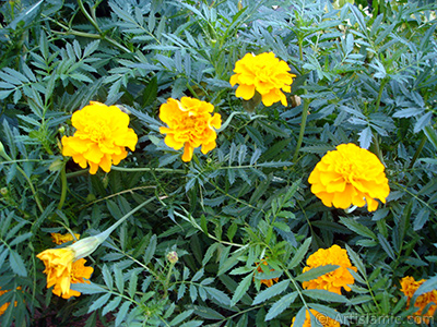 Marigold flower. <i>(Family: Asteraceae/Compositae, Species: Tagetes)</i> <br>Photo Date: August 2005, Location: Turkey/Yalova-Termal, By: Artislamic.com