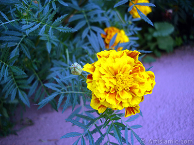 Marigold flower. <i>(Family: Asteraceae/Compositae, Species: Tagetes)</i> <br>Photo Date: August 2005, Location: Turkey/Yalova-Termal, By: Artislamic.com