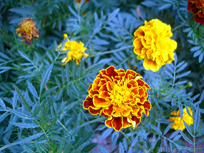 Kadife iei resmi. <i>(Ailesi: Asteraceae/Compositae, Tr: Tagetes)</i> <br>ekim Tarihi: Austos 2005, Yer: Yalova-Termal, Fotoraf: islamiSanat.net