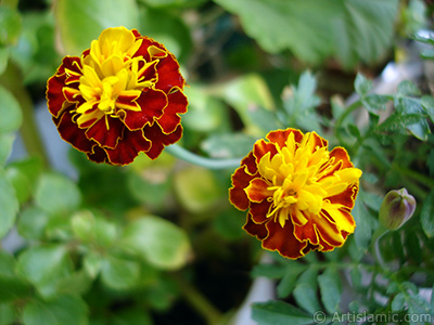 Marigold flower. <i>(Family: Asteraceae/Compositae, Species: Tagetes)</i> <br>Photo Date: September 2005, Location: Turkey/Istanbul-Mother`s Flowers, By: Artislamic.com