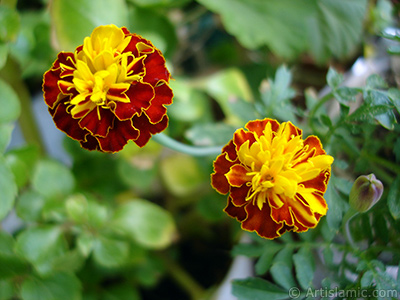 Kadife iei resmi. <i>(Ailesi: Asteraceae/Compositae, Tr: Tagetes)</i> <br>ekim Tarihi: Eyll 2005, Yer: stanbul-Annemin iekleri, Fotoraf: islamiSanat.net