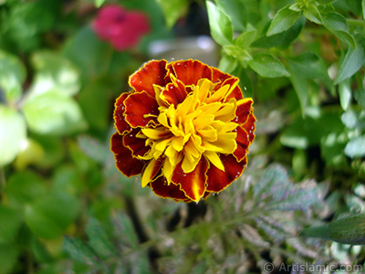 Kadife iei resmi. <i>(Ailesi: Asteraceae/Compositae, Tr: Tagetes)</i> <br>ekim Tarihi: Ekim 2005, Yer: stanbul-Annemin iekleri, Fotoraf: islamiSanat.net