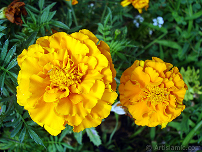 Marigold flower. <i>(Family: Asteraceae/Compositae, Species: Tagetes)</i> <br>Photo Date: August 2008, Location: Turkey/Yalova-Termal, By: Artislamic.com