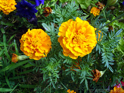 Marigold flower. <i>(Family: Asteraceae/Compositae, Species: Tagetes)</i> <br>Photo Date: August 2008, Location: Turkey/Yalova-Termal, By: Artislamic.com