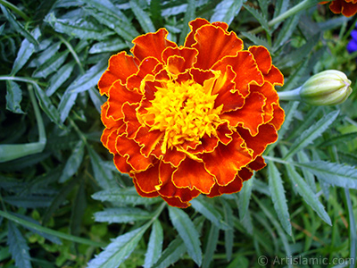 Marigold flower. <i>(Family: Asteraceae/Compositae, Species: Tagetes)</i> <br>Photo Date: August 2008, Location: Turkey/Yalova-Termal, By: Artislamic.com