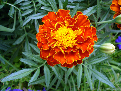 Marigold flower. <i>(Family: Asteraceae/Compositae, Species: Tagetes)</i> <br>Photo Date: August 2008, Location: Turkey/Yalova-Termal, By: Artislamic.com