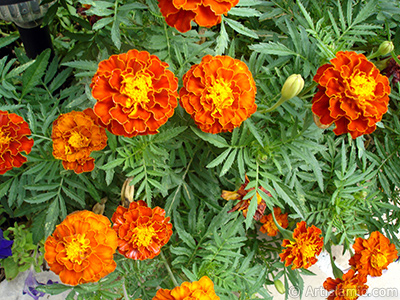 Marigold flower. <i>(Family: Asteraceae/Compositae, Species: Tagetes)</i> <br>Photo Date: August 2008, Location: Turkey/Yalova-Termal, By: Artislamic.com