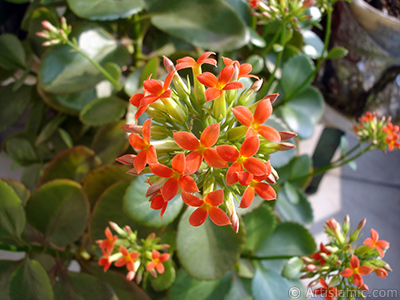 Kalano (Kalanchoe) bitkisinin ieinin resmi. <i>(Ailesi: Crassulaceae, Tr: Kalanchoe blossfeldiana hybrids)</i> <br>ekim Tarihi: ubat 2006, Yer: stanbul-Annemin iekleri, Fotoraf: islamiSanat.net