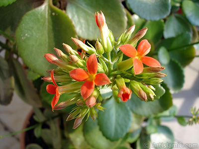 Kalano (Kalanchoe) bitkisinin ieinin resmi. <i>(Ailesi: Crassulaceae, Tr: Kalanchoe blossfeldiana hybrids)</i> <br>ekim Tarihi: ubat 2006, Yer: stanbul-Annemin iekleri, Fotoraf: islamiSanat.net