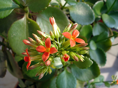 Kalanchoe plant`s flower. <i>(Family: Crassulaceae, Species: Kalanchoe blossfeldiana hybrids)</i> <br>Photo Date: February 2006, Location: Turkey/Istanbul-Mother`s Flowers, By: Artislamic.com