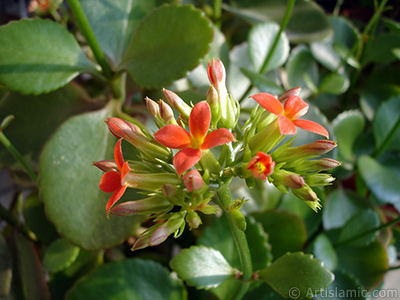 Kalano (Kalanchoe) bitkisinin ieinin resmi. <i>(Ailesi: Crassulaceae, Tr: Kalanchoe blossfeldiana hybrids)</i> <br>ekim Tarihi: ubat 2006, Yer: stanbul-Annemin iekleri, Fotoraf: islamiSanat.net