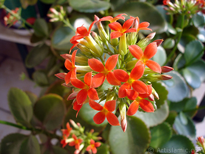 Kalanchoe plant`s flower. <i>(Family: Crassulaceae, Species: Kalanchoe blossfeldiana hybrids)</i> <br>Photo Date: February 2006, Location: Turkey/Istanbul-Mother`s Flowers, By: Artislamic.com