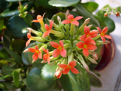 Kalanchoe plant`s flower. <i>(Family: Crassulaceae, Species: Kalanchoe blossfeldiana hybrids)</i> <br>Photo Date: February 2006, Location: Turkey/Istanbul-Mother`s Flowers, By: Artislamic.com