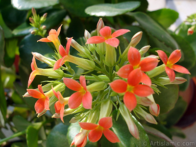 Kalano (Kalanchoe) bitkisinin ieinin resmi. <i>(Ailesi: Crassulaceae, Tr: Kalanchoe blossfeldiana hybrids)</i> <br>ekim Tarihi: ubat 2006, Yer: stanbul-Annemin iekleri, Fotoraf: islamiSanat.net