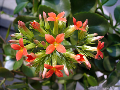 Kalano (Kalanchoe) bitkisinin ieinin resmi. <i>(Ailesi: Crassulaceae, Tr: Kalanchoe blossfeldiana hybrids)</i> <br>ekim Tarihi: ubat 2006, Yer: stanbul-Annemin iekleri, Fotoraf: islamiSanat.net