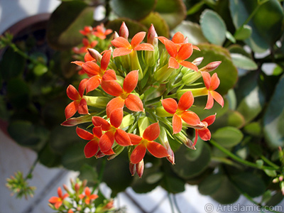 Kalanchoe plant`s flower. <i>(Family: Crassulaceae, Species: Kalanchoe blossfeldiana hybrids)</i> <br>Photo Date: February 2006, Location: Turkey/Istanbul-Mother`s Flowers, By: Artislamic.com