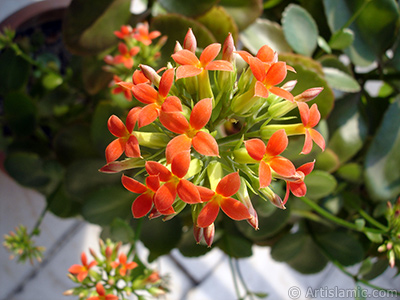 Kalanchoe plant`s flower. <i>(Family: Crassulaceae, Species: Kalanchoe blossfeldiana hybrids)</i> <br>Photo Date: February 2006, Location: Turkey/Istanbul-Mother`s Flowers, By: Artislamic.com