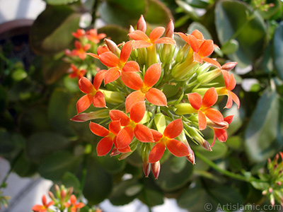 Kalano (Kalanchoe) bitkisinin ieinin resmi. <i>(Ailesi: Crassulaceae, Tr: Kalanchoe blossfeldiana hybrids)</i> <br>ekim Tarihi: ubat 2006, Yer: stanbul-Annemin iekleri, Fotoraf: islamiSanat.net