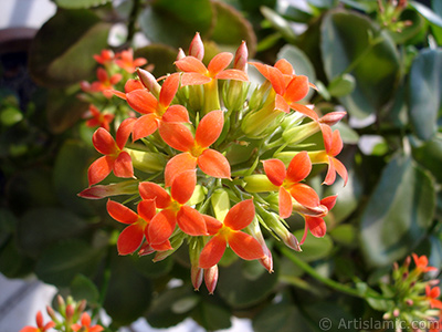 Kalanchoe plant`s flower. <i>(Family: Crassulaceae, Species: Kalanchoe blossfeldiana hybrids)</i> <br>Photo Date: February 2006, Location: Turkey/Istanbul-Mother`s Flowers, By: Artislamic.com