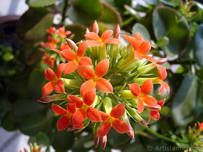 Kalanchoe plant`s flower. <i>(Family: Crassulaceae, Species: Kalanchoe blossfeldiana hybrids)</i> <br>Photo Date: February 2006, Location: Turkey/Istanbul-Mother`s Flowers, By: Artislamic.com