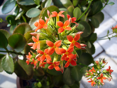 Kalano (Kalanchoe) bitkisinin ieinin resmi. <i>(Ailesi: Crassulaceae, Tr: Kalanchoe blossfeldiana hybrids)</i> <br>ekim Tarihi: ubat 2006, Yer: stanbul-Annemin iekleri, Fotoraf: islamiSanat.net