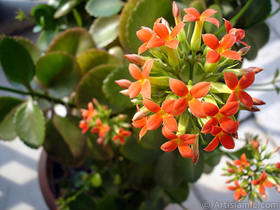 Kalano (Kalanchoe) bitkisinin ieinin resmi. <i>(Ailesi: Crassulaceae, Tr: Kalanchoe blossfeldiana hybrids)</i> <br>ekim Tarihi: ubat 2006, Yer: stanbul-Annemin iekleri, Fotoraf: islamiSanat.net