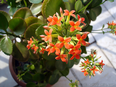 Kalano (Kalanchoe) bitkisinin ieinin resmi. <i>(Ailesi: Crassulaceae, Tr: Kalanchoe blossfeldiana hybrids)</i> <br>ekim Tarihi: ubat 2006, Yer: stanbul-Annemin iekleri, Fotoraf: islamiSanat.net