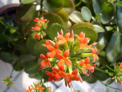 Kalanchoe plant`s flower. <i>(Family: Crassulaceae, Species: Kalanchoe blossfeldiana hybrids)</i> <br>Photo Date: February 2006, Location: Turkey/Istanbul-Mother`s Flowers, By: Artislamic.com