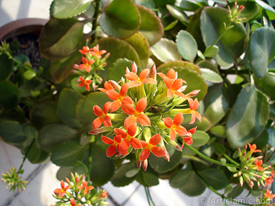 Kalano (Kalanchoe) bitkisinin ieinin resmi. <i>(Ailesi: Crassulaceae, Tr: Kalanchoe blossfeldiana hybrids)</i> <br>ekim Tarihi: ubat 2006, Yer: stanbul-Annemin iekleri, Fotoraf: islamiSanat.net