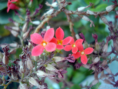 Kalano (Kalanchoe) bitkisinin ieinin resmi. <i>(Ailesi: Crassulaceae, Tr: Kalanchoe blossfeldiana hybrids)</i> <br>ekim Tarihi: Austos 2006, Yer: stanbul-Annemin iekleri, Fotoraf: islamiSanat.net