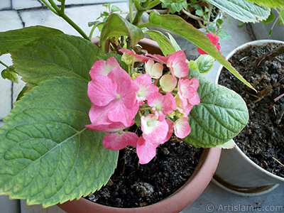 Pembe Ortanca iei resmi. <i>(Ailesi: Hydrangeaceae, Tr: Hydrangea)</i> <br>ekim Tarihi: Ocak 2002, Yer: stanbul-Annemin iekleri, Fotoraf: islamiSanat.net