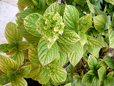 Ortanca iei resmi. <i>(Ailesi: Hydrangeaceae, Tr: Hydrangea)</i> <br>ekim Tarihi: Ocak 2002, Yer: stanbul-Annemin iekleri, Fotoraf: islamiSanat.net