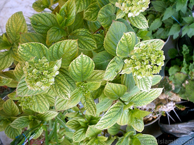 Ortanca iei resmi. <i>(Ailesi: Hydrangeaceae, Tr: Hydrangea)</i> <br>ekim Tarihi: Ocak 2002, Yer: stanbul-Annemin iekleri, Fotoraf: islamiSanat.net