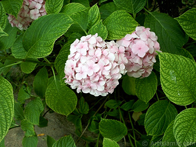 Pembe Ortanca iei resmi. <i>(Ailesi: Hydrangeaceae, Tr: Hydrangea)</i> <br>ekim Tarihi: Ocak 2002, Yer: stanbul-Beyazt, Fotoraf: islamiSanat.net