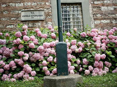 Pink Hydrangea -Hortensia- flower. <i>(Family: Hydrangeaceae, Species: Hydrangea)</i> <br>Photo Date: January 2002, Location: Turkey/Istanbul-Beyazt, By: Artislamic.com