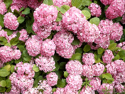 Pembe Ortanca iei resmi. <i>(Ailesi: Hydrangeaceae, Tr: Hydrangea)</i> <br>ekim Tarihi: Ocak 2002, Yer: stanbul-Beyazt, Fotoraf: islamiSanat.net