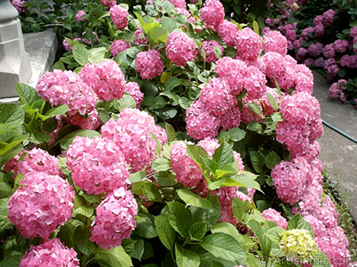 Pembe Ortanca iei resmi. <i>(Ailesi: Hydrangeaceae, Tr: Hydrangea)</i> <br>ekim Tarihi: Ocak 2002, Yer: stanbul-Beyazt, Fotoraf: islamiSanat.net