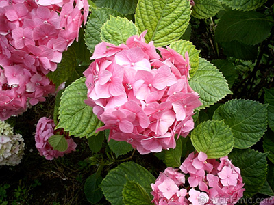 Pembe Ortanca iei resmi. <i>(Ailesi: Hydrangeaceae, Tr: Hydrangea)</i> <br>ekim Tarihi: Ocak 2002, Yer: stanbul-Beyazt, Fotoraf: islamiSanat.net