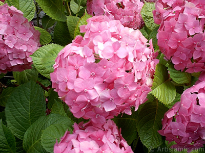 Pembe Ortanca iei resmi. <i>(Ailesi: Hydrangeaceae, Tr: Hydrangea)</i> <br>ekim Tarihi: Ocak 2002, Yer: stanbul-Beyazt, Fotoraf: islamiSanat.net