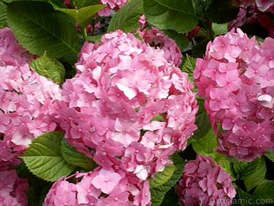 Pembe Ortanca iei resmi. <i>(Ailesi: Hydrangeaceae, Tr: Hydrangea)</i> <br>ekim Tarihi: Ocak 2002, Yer: stanbul-Beyazt, Fotoraf: islamiSanat.net