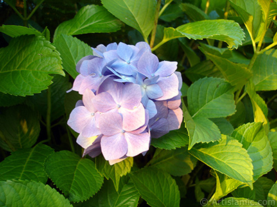 Mavi Ortanca iei resmi. <i>(Ailesi: Hydrangeaceae, Tr: Hydrangea)</i> <br>ekim Tarihi: Temmuz 2005, Yer: Trabzon, Fotoraf: islamiSanat.net