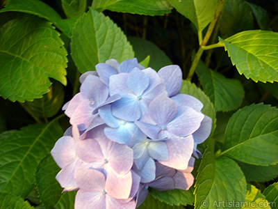 Light blue color Hydrangea -Hortensia- flower. <i>(Family: Hydrangeaceae, Species: Hydrangea)</i> <br>Photo Date: July 2005, Location: Turkey/Trabzon, By: Artislamic.com