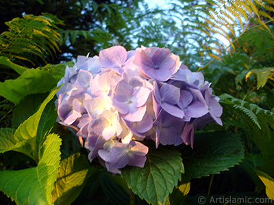 Light blue color Hydrangea -Hortensia- flower. <i>(Family: Hydrangeaceae, Species: Hydrangea)</i> <br>Photo Date: July 2005, Location: Turkey/Trabzon, By: Artislamic.com