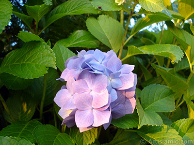 Light blue color Hydrangea -Hortensia- flower. <i>(Family: Hydrangeaceae, Species: Hydrangea)</i> <br>Photo Date: July 2005, Location: Turkey/Trabzon, By: Artislamic.com