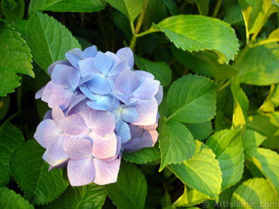 Light blue color Hydrangea -Hortensia- flower. <i>(Family: Hydrangeaceae, Species: Hydrangea)</i> <br>Photo Date: July 2005, Location: Turkey/Trabzon, By: Artislamic.com