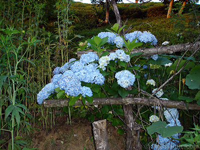 Mavi Ortanca iei resmi. <i>(Ailesi: Hydrangeaceae, Tr: Hydrangea)</i> <br>ekim Tarihi: Temmuz 2005, Yer: Trabzon, Fotoraf: islamiSanat.net